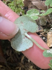 Corybas trilobus aggregate