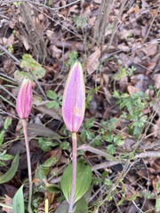 Tradescantia zebrina