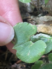 Corybas trilobus aggregate