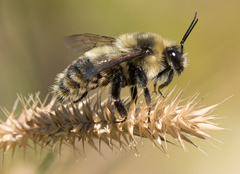 Bombus nevadensis