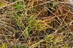 Gagea bohemica