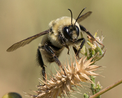 Bombus nevadensis