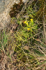 Gagea bohemica