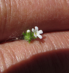 Lappula occidentalis