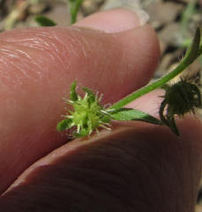 Lappula occidentalis
