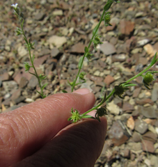 Lappula occidentalis
