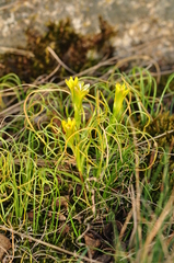 Gagea bohemica