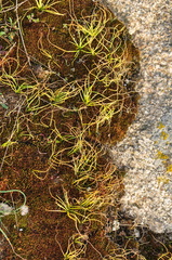 Gagea bohemica