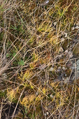 Gagea bohemica