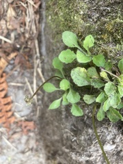 Lagenophora strangulata