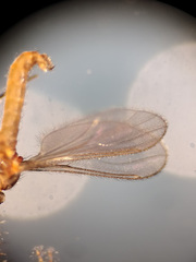 Lestremia