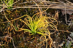 Gagea bohemica