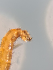 Lestremia