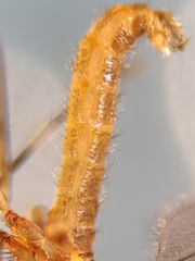 Lestremia