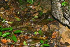 Bothrops atrox