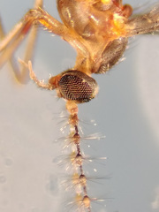 Lestremia