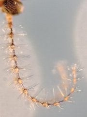 Lestremia