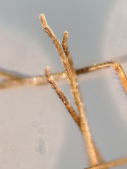 Lestremia