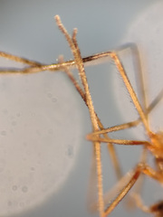 Lestremia