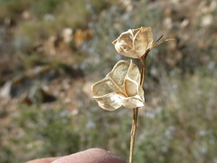 Dipcadi serotinum