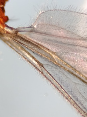 Lestremia