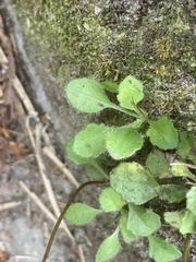 Lagenophora strangulata