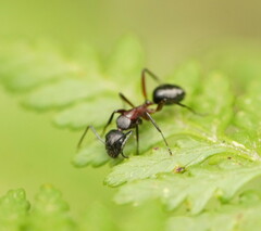 Camponotus innexus
