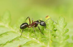 Camponotus innexus