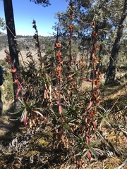 Penstemon