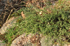 Genista pilosa