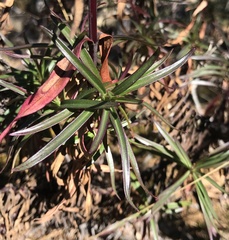 Penstemon