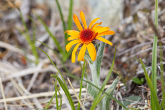 Tephroseris lindstroemii