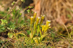 Gagea bohemica
