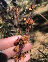 Penstemon