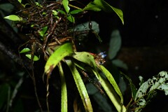 Aechmea mertensii