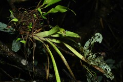 Aechmea mertensii