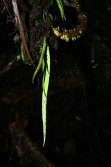 Ananthacorus angustifolius