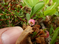 Vaccinium uliginosum