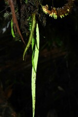 Ananthacorus angustifolius