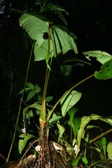 Anthurium sagittatum