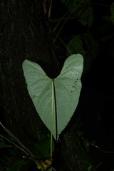 Anthurium sagittatum