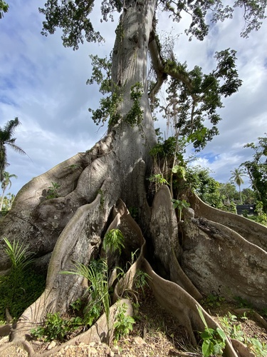 Ceiba pentandra
