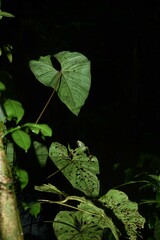 Anthurium sagittatum