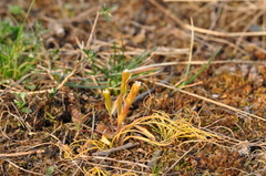 Gagea bohemica