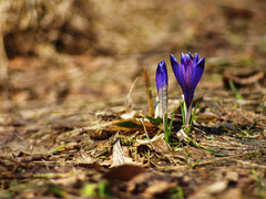 Crocus heuffelianus scepusiensis