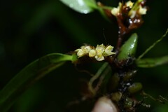 Maxillaria parviflora