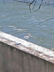Egretta garzetta