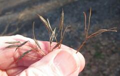 Osmorhiza longistylis