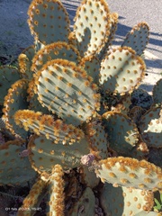 Opuntia aciculata