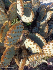 Opuntia aciculata